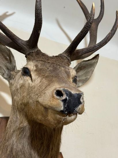 Trophée de chasse d'un grand cerf maintenu...