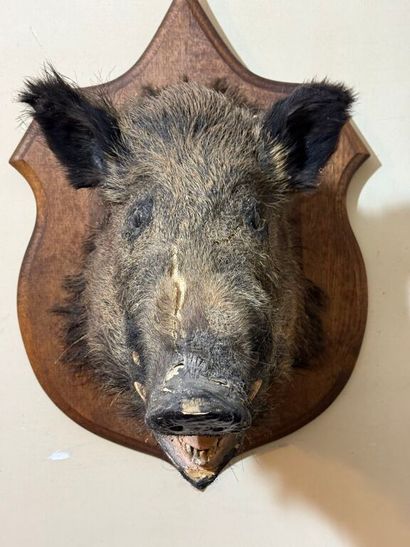 Trophée de chasse d'un sanglier maintenu...