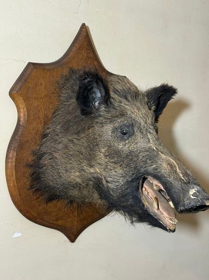 Trophée de chasse d'un sanglier maintenu...