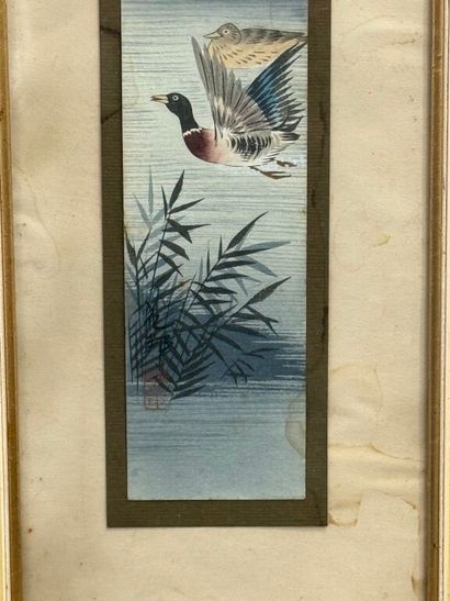 * Le vol des canards au dessus de l'étang....