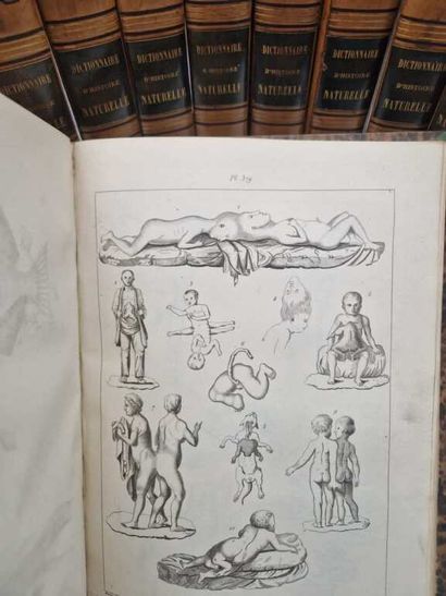 GUERIN, Félix-Édouard. Dictionnaire Pittoresque...
