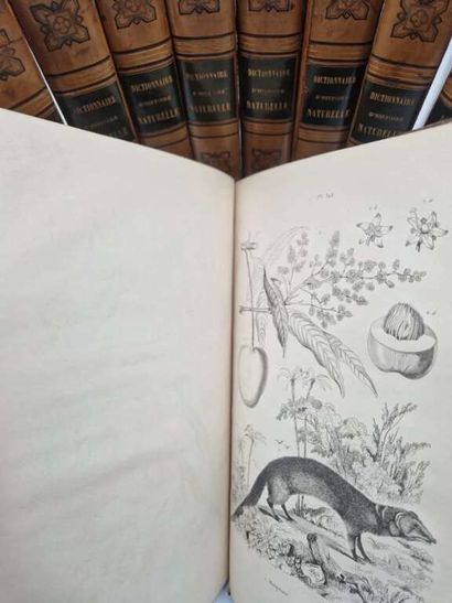 GUERIN, Félix-Édouard. Dictionnaire Pittoresque...