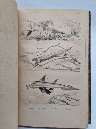 GUERIN, Félix-Édouard. Dictionnaire Pittoresque...