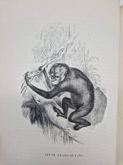 [HISTOIRE NATURELLE]. Le Jardin des Plantes....