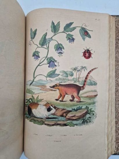 GUERIN, Félix-Édouard. Dictionnaire Pittoresque...