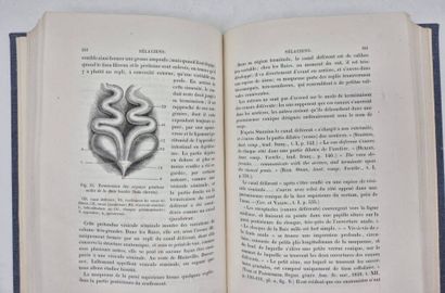 MOREAU, Émile. Natural History of the Fishes...