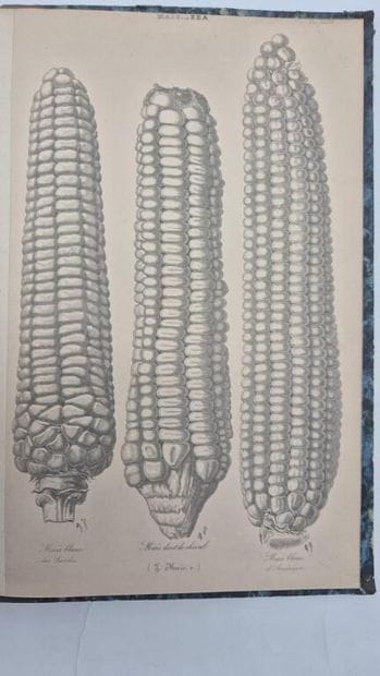 HEUZÉ, Gustave. Food Plants. Atlas. Containing...
