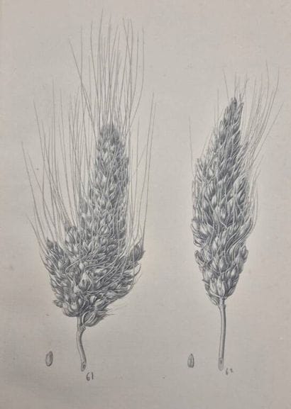 HEUZÉ, Gustave. Food Plants. Atlas. Containing...
