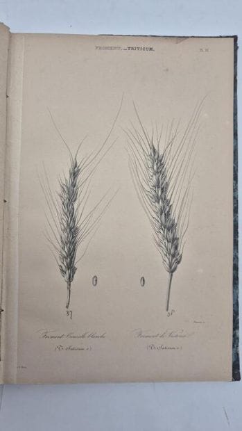 HEUZÉ, Gustave. Food Plants. Atlas. Containing...