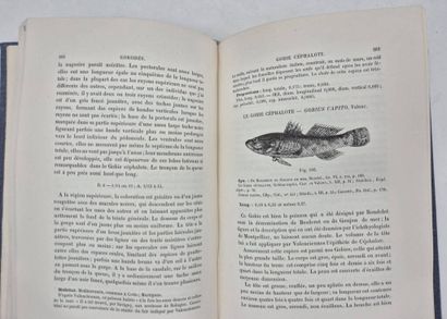 MOREAU, Émile. Natural History of the Fishes...