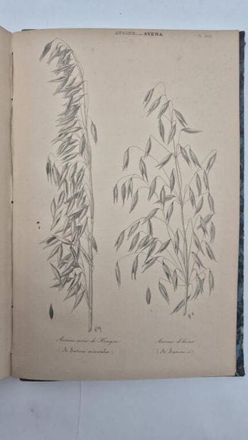 HEUZÉ, Gustave. Food Plants. Atlas. Containing...