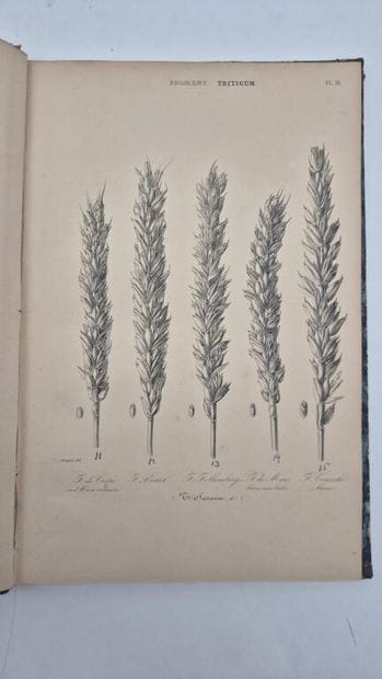 HEUZÉ, Gustave. Food Plants. Atlas. Containing...