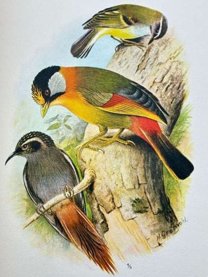 [INDOCHINA - ORNITHOLOGY]. DELACOUR, Jean,...