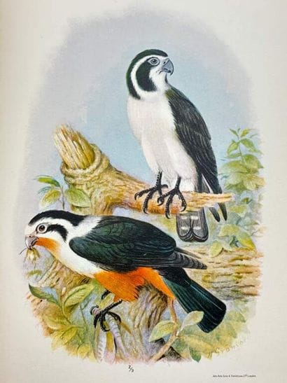 [INDOCHINA - ORNITHOLOGY]. DELACOUR, Jean,...