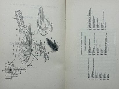 [INDOCHINA - ORNITHOLOGY]. DELACOUR, Jean,...