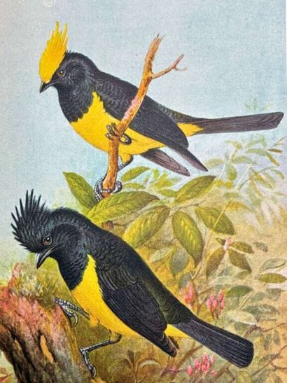 [INDOCHINA - ORNITHOLOGY]. DELACOUR, Jean,...