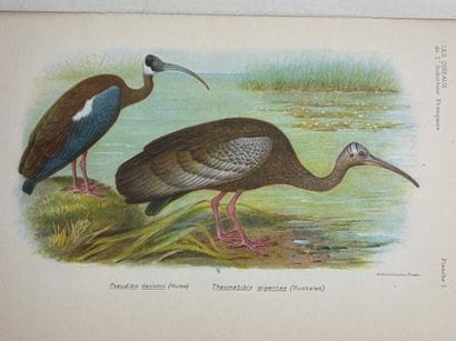 [INDOCHINA - ORNITHOLOGY]. DELACOUR, Jean,...