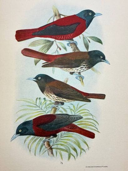 [INDOCHINA - ORNITHOLOGY]. DELACOUR, Jean,...