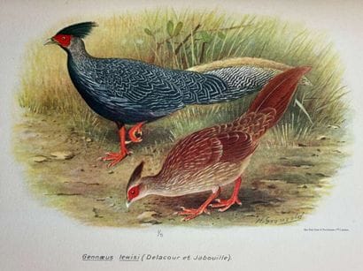 [INDOCHINA - ORNITHOLOGY]. DELACOUR, Jean,...
