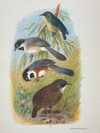 [INDOCHINA - ORNITHOLOGY]. DELACOUR, Jean,...