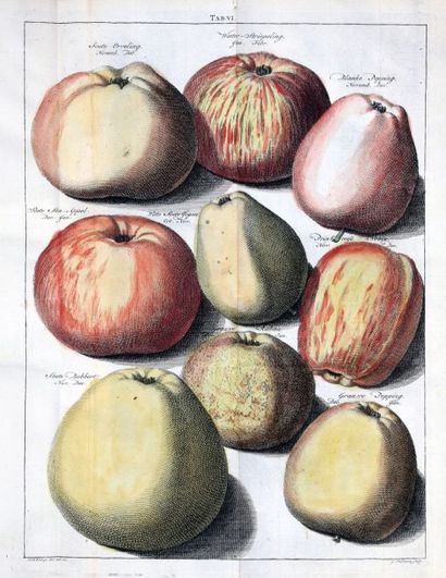 KNOOP (Johann Hermann)
Pomologie, ou Description...