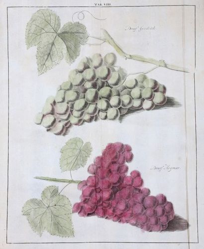 KNOOP (Johann Hermann)
Pomologie, ou Description...