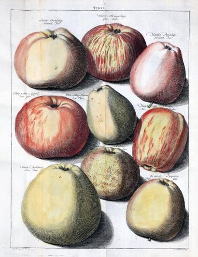 KNOOP (Johann Hermann)
Pomologie, ou Description...