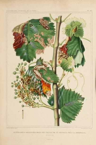 [VIN] DAVY (Sir Humphry), BULOS (A.). Elémens...