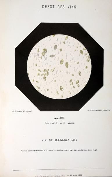 [VIN] JACQUEMIN (Georges). Les fermentations...