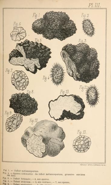 [TRUFFE]. FRAPIN./DE BOSREDON. Conférence...
