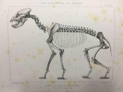[Paléontologie] GAUDRY (Albert), BOULE (Marcellin)....