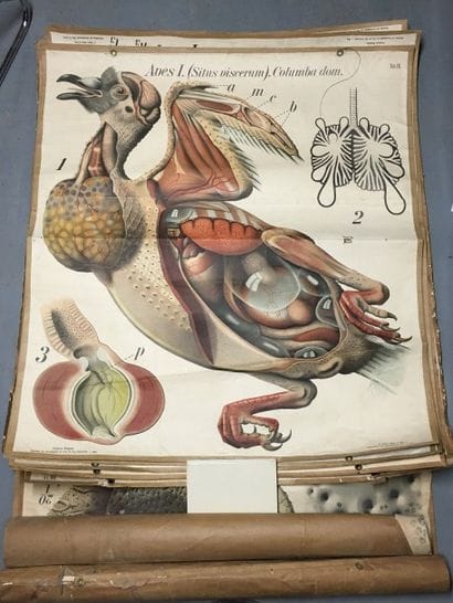 [Zoologie] [Histoire naturelle] [Anatomie]....