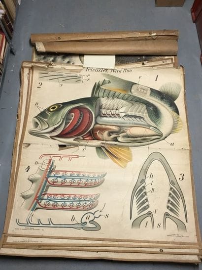 [Zoologie] [Histoire naturelle] [Anatomie]....