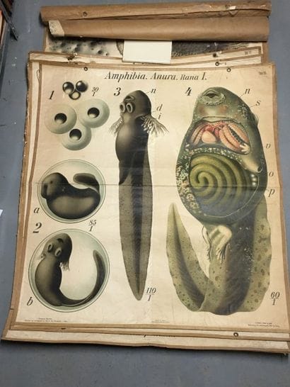 [Zoologie] [Histoire naturelle] [Anatomie]....