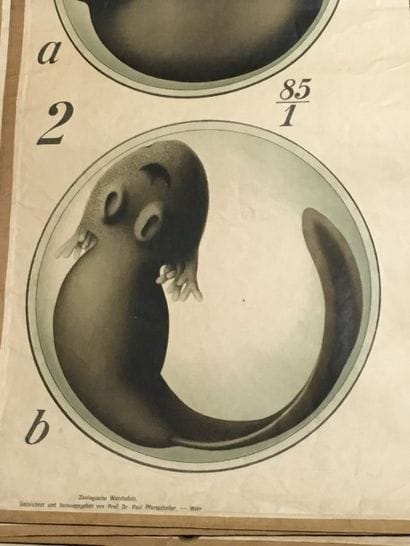 [Zoologie] [Histoire naturelle] [Anatomie]....