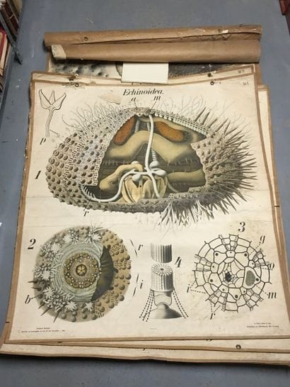 [Zoologie] [Histoire naturelle] [Anatomie]....
