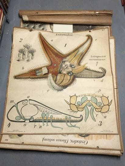 [Zoologie] [Histoire naturelle] [Anatomie]....