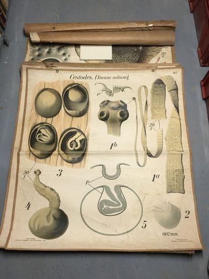 [Zoologie] [Histoire naturelle] [Anatomie]....