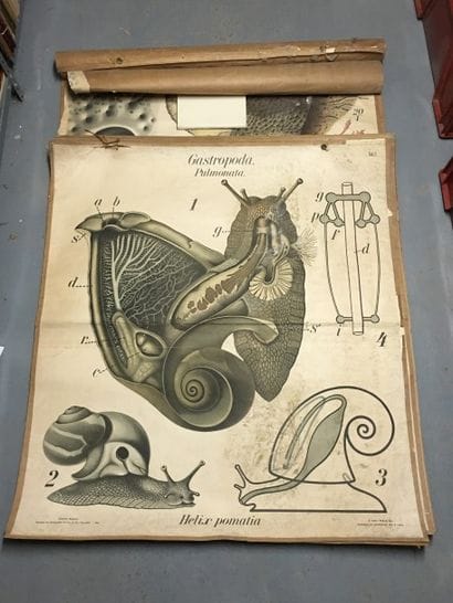 [Zoologie] [Histoire naturelle] [Anatomie]....