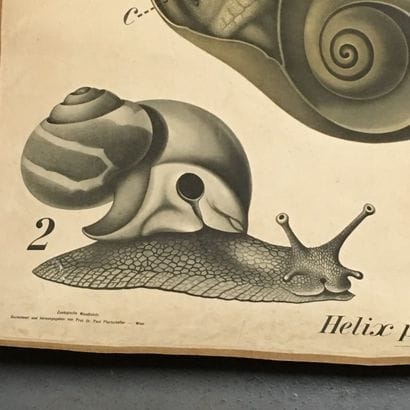 [Zoologie] [Histoire naturelle] [Anatomie]....