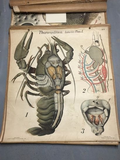 [Zoologie] [Histoire naturelle] [Anatomie]....