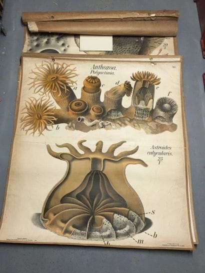 [Zoologie] [Histoire naturelle] [Anatomie]....