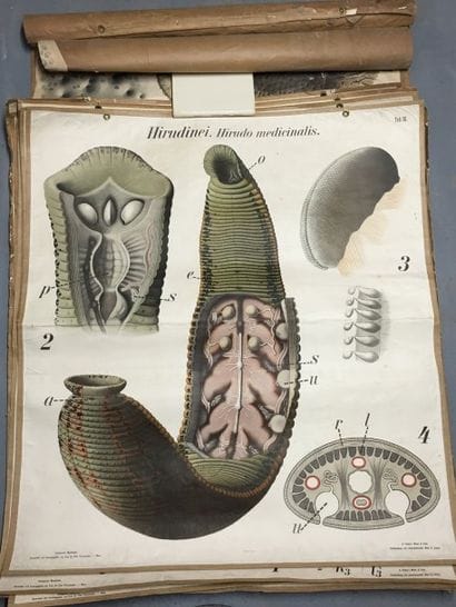 [Zoologie] [Histoire naturelle] [Anatomie]....
