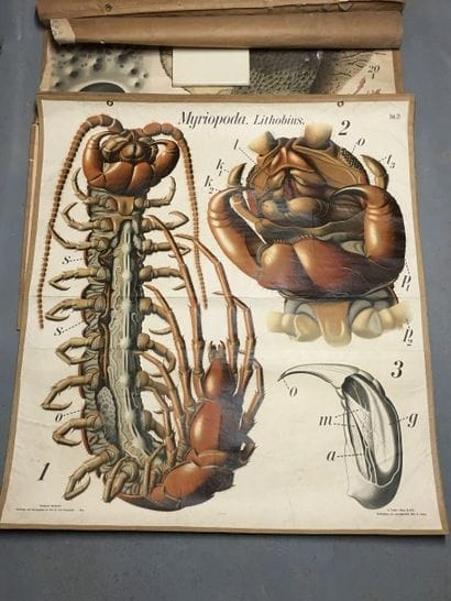 [Zoologie] [Histoire naturelle] [Anatomie]....