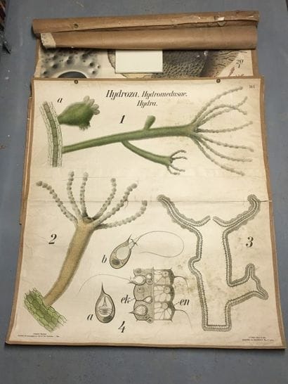 [Zoologie] [Histoire naturelle] [Anatomie]....