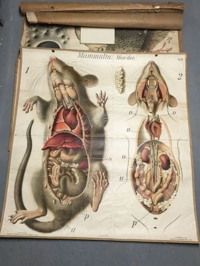 [Zoologie] [Histoire naturelle] [Anatomie]....