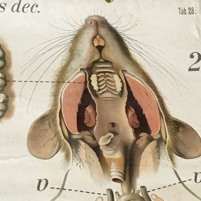 [Zoologie] [Histoire naturelle] [Anatomie]....