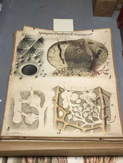 [Zoologie] [Histoire naturelle] [Anatomie]....