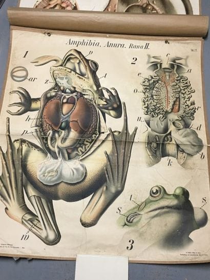 [Zoologie] [Histoire naturelle] [Anatomie]....