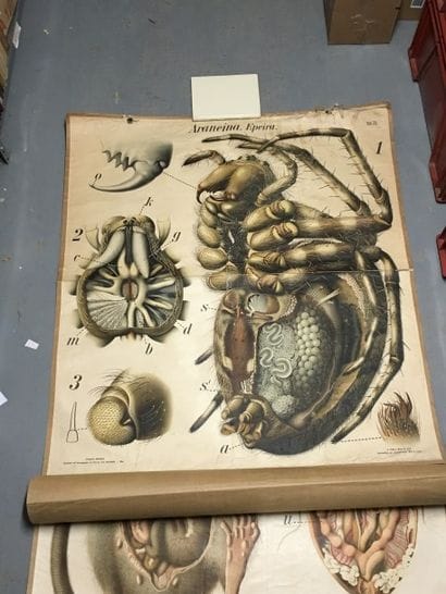 [Zoologie] [Histoire naturelle] [Anatomie]....